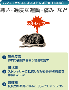 現代社会とストレス 原書改訂版 (叢書・ウニベルシタス 243